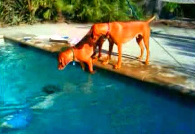 Σκύλος παθαίνει πανικό, όταν ο ιδιοκτήτης του κρύβεται κάτω από το νερό [video] - Φωτογραφία 1