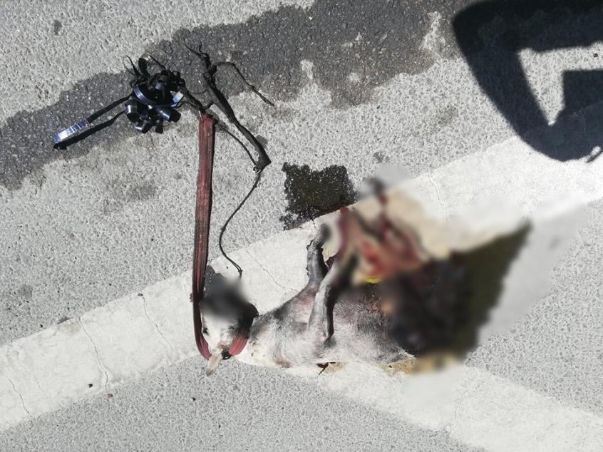 Λεμεσός: Βασάνισαν μέχρι θανάτου σκύλο και τον πέταξαν στο δρόμο - Φωτογραφία 2