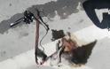 Λεμεσός: Βασάνισαν μέχρι θανάτου σκύλο και τον πέταξαν στο δρόμο - Φωτογραφία 2