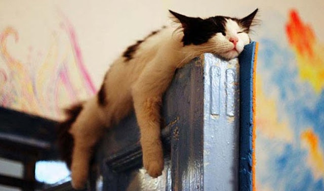 ΔΕΙΤΕ ΚΑΙ ΚΛΑΨΤΕ! Οι γάτες κοιμούνται όπου μπορείτε να φανταστείτε - Φωτογραφία 2