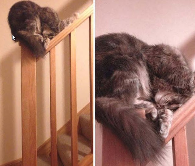 ΔΕΙΤΕ ΚΑΙ ΚΛΑΨΤΕ! Οι γάτες κοιμούνται όπου μπορείτε να φανταστείτε - Φωτογραφία 3