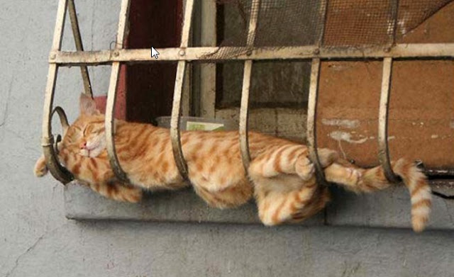 ΔΕΙΤΕ ΚΑΙ ΚΛΑΨΤΕ! Οι γάτες κοιμούνται όπου μπορείτε να φανταστείτε - Φωτογραφία 5