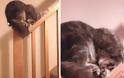 ΔΕΙΤΕ ΚΑΙ ΚΛΑΨΤΕ! Οι γάτες κοιμούνται όπου μπορείτε να φανταστείτε - Φωτογραφία 3