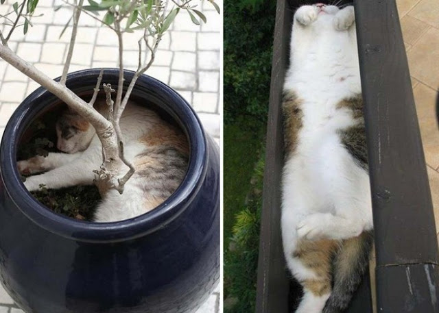 ΔΕΙΤΕ ΚΑΙ ΚΛΑΨΤΕ! Οι γάτες κοιμούνται όπου μπορείτε να φανταστείτε - Φωτογραφία 7