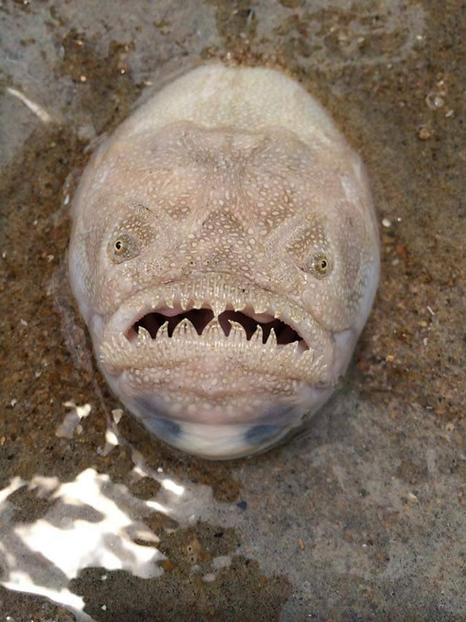 Τερατόμορφο ψάρι κατατρόμαξε τους επισκέπτες μιας παραλίας! [photos] - Φωτογραφία 3