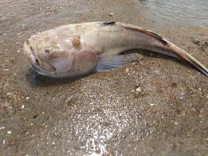 Τερατόμορφο ψάρι κατατρόμαξε τους επισκέπτες μιας παραλίας! [photos] - Φωτογραφία 4