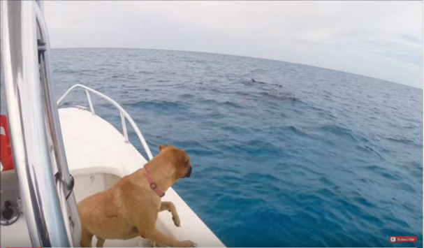 ΑΠΙΣΤΕΥΤΟ! Βλέπει για πρώτη φορά δελφίνια - Δείτε την αντίδραση της σκυλίτσας [video] - Φωτογραφία 1