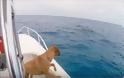 ΑΠΙΣΤΕΥΤΟ! Βλέπει για πρώτη φορά δελφίνια - Δείτε την αντίδραση της σκυλίτσας [video]