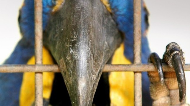 Το πτηνό «ρουφιάνος» που αποκάλυψε τη μοιχεία - Φωτογραφία 1