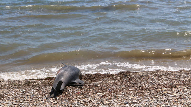Νεκρό δελφίνι ξεβράστηκε στη Σκύρο - Φωτογραφία 1
