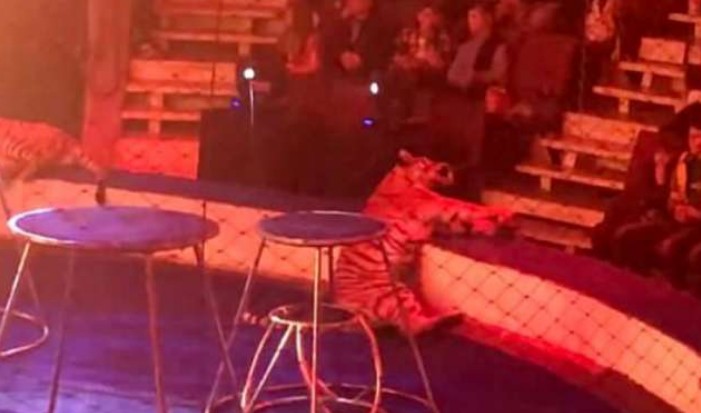 Τίγρης κατέρρευσε την ώρα του show και μπροστά σε εκατοντάδες θεατές [video] - Φωτογραφία 1