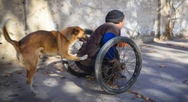 Σκύλος-ήρωας: Σπρώχνει κάθε μέρα το καροτσάκι του ανάπηρου αφεντικού του και τον πάει στην δουλειά - Φωτογραφία 1