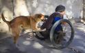 Σκύλος-ήρωας: Σπρώχνει κάθε μέρα το καροτσάκι του ανάπηρου αφεντικού του και τον πάει στην δουλειά