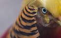 Πανικός στην Κίνα με το πτηνό που θυμίζει τον... Ντόναλντ Τραμπ [photos] - Φωτογραφία 3