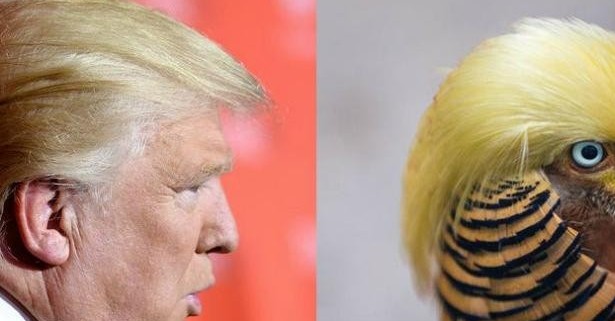Πανικός στην Κίνα με το πτηνό που θυμίζει τον... Ντόναλντ Τραμπ [photos] - Φωτογραφία 1