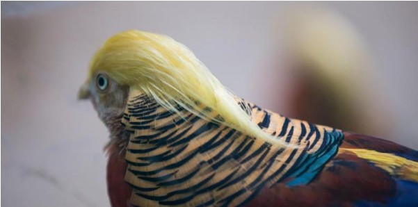 Πανικός στην Κίνα με το πτηνό που θυμίζει τον... Ντόναλντ Τραμπ [photos] - Φωτογραφία 2
