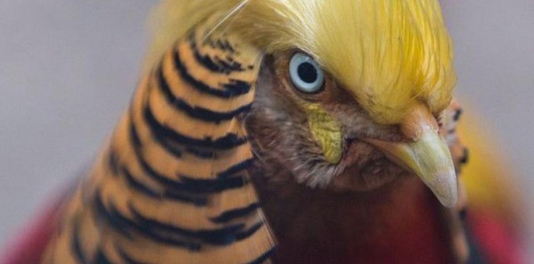 Πανικός στην Κίνα με το πτηνό που θυμίζει τον... Ντόναλντ Τραμπ [photos] - Φωτογραφία 3
