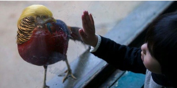 Πανικός στην Κίνα με το πτηνό που θυμίζει τον... Ντόναλντ Τραμπ [photos] - Φωτογραφία 4