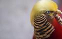 Πανικός στην Κίνα με το πτηνό που θυμίζει τον... Ντόναλντ Τραμπ [photos] - Φωτογραφία 5