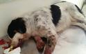 Kαταγγελία: Αστυνομικός χτύπησε σοβαρά σκύλο στη Φλώρινα - Φωτογραφία 1
