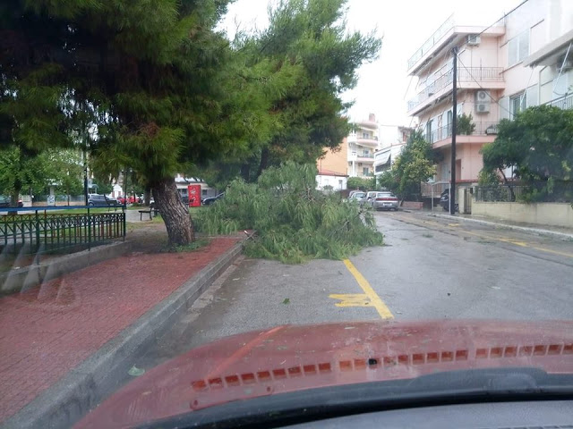 Αρτάκη: Έκανε «φτερά» το πεύκο που ξερίζωσε ο αέρας! (ΦΩΤΟ) - Φωτογραφία 2