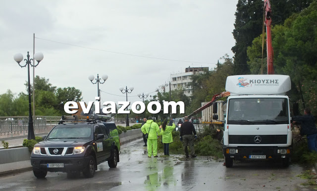 Νωρίς το πρωί της Δευτέρας στη Χαλκίδα: Τεράστιο πεύκο έπεσε στο δρόμο της Λεωφόρου Μακαρίου - Από τύχη δεν θρηνήσαμε θύματα! (ΦΩΤΟ & ΒΙΝΤΕΟ) - Φωτογραφία 4