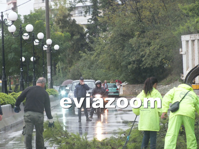 Νωρίς το πρωί της Δευτέρας στη Χαλκίδα: Τεράστιο πεύκο έπεσε στο δρόμο της Λεωφόρου Μακαρίου - Από τύχη δεν θρηνήσαμε θύματα! (ΦΩΤΟ & ΒΙΝΤΕΟ) - Φωτογραφία 5