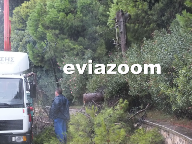 Νωρίς το πρωί της Δευτέρας στη Χαλκίδα: Τεράστιο πεύκο έπεσε στο δρόμο της Λεωφόρου Μακαρίου - Από τύχη δεν θρηνήσαμε θύματα! (ΦΩΤΟ & ΒΙΝΤΕΟ) - Φωτογραφία 6