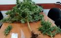 45χρονος καλλιεργούσε χασίς στο Ξηρόμερο (φωτο) - Φωτογραφία 1