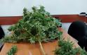 Ξηρόμερο Αιτωλοακαρνανίας: 45χρονος καλλιεργούσε χασίς στην αυλή του σπιτιού του