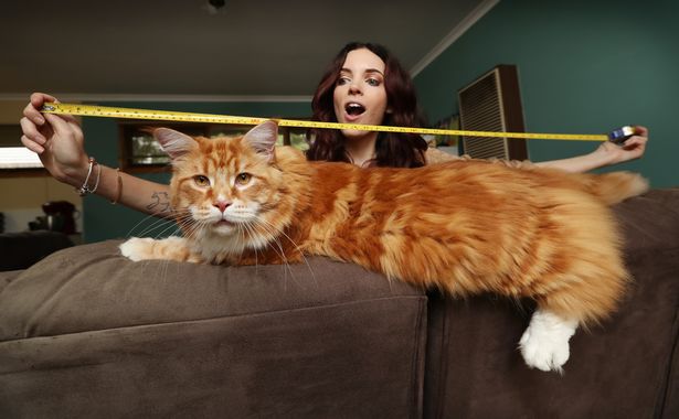 Η μεγαλύτερη γάτα του κόσμου έχει μήκος 1 μέτρο και 20 εκατοστά - Φωτογραφία 2