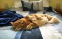 Η μεγαλύτερη γάτα του κόσμου έχει μήκος 1 μέτρο και 20 εκατοστά - Φωτογραφία 1