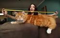 Η μεγαλύτερη γάτα του κόσμου έχει μήκος 1 μέτρο και 20 εκατοστά - Φωτογραφία 2