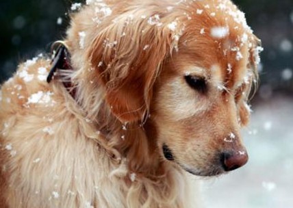 Προστάτεψε τον σκύλο σου από το κρύο – Ετοιμάσου για το χειμώνα - Φωτογραφία 1