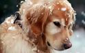 Προστάτεψε τον σκύλο σου από το κρύο – Ετοιμάσου για το χειμώνα