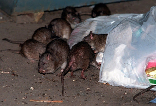Ένωση Δυτικής Αττικής: Στο τέλος θα μας φάνε τα ποντίκια - Φωτογραφία 1