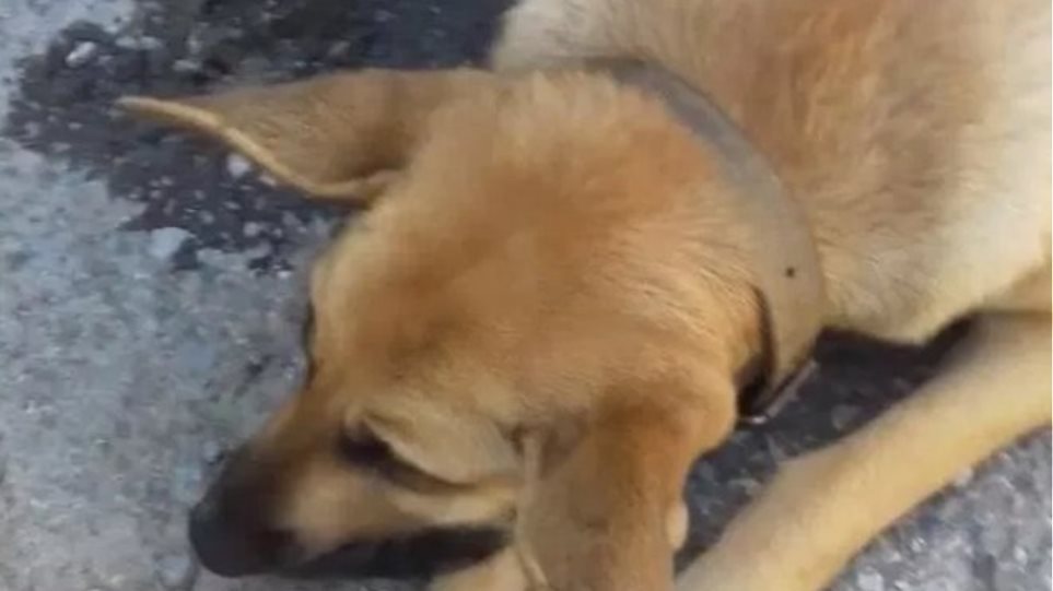 Χανιά: Επικήρυξαν με 2.000 ευρώ αυτόν που σκότωσε την έγκυο σκυλίτσα - Φωτογραφία 1