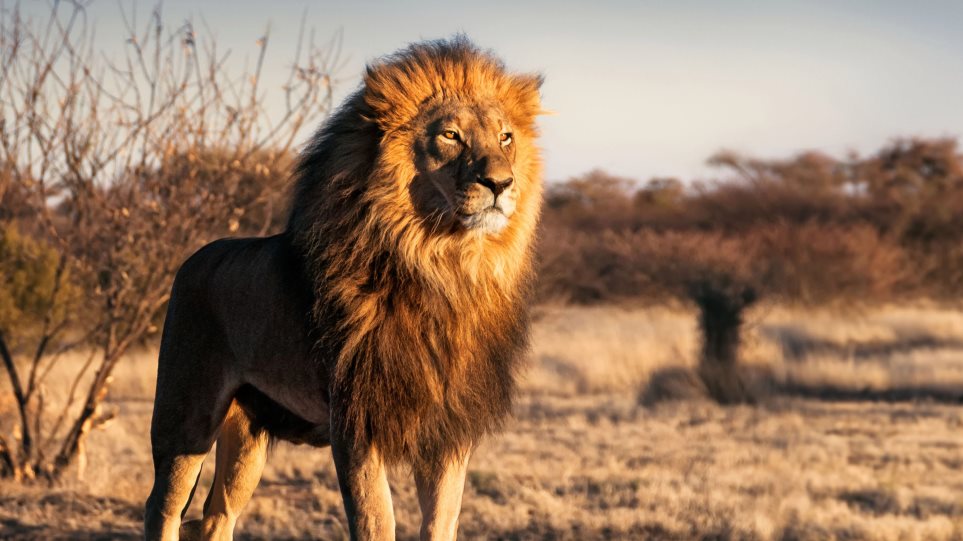 Ασθένεια σκότωσε μέσα 21 ασιατικά λιοντάρια - Φωτογραφία 1