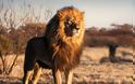 Ασθένεια σκότωσε μέσα 21 ασιατικά λιοντάρια