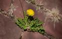 Ταραξάκο: Το βότανο που ωφελεί συκώτι, σάκχαρο, ανοσοποιητικό - Φωτογραφία 3