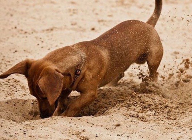Γιατί ο σκύλος τρελαίνεται να σκάβει τρύπες; - Φωτογραφία 1