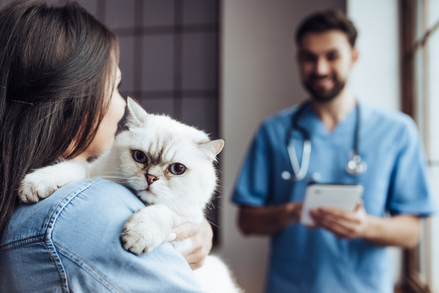 Πώς οι γάτες επηρεάζουν τους ιδιοκτήτες τους για να μην τις πάνε στον κτηνίατρο - Φωτογραφία 1