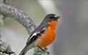 Μεθυσμένα πουλιά... έχουν προκαλέσει «πανικό» στη Μινεσότα