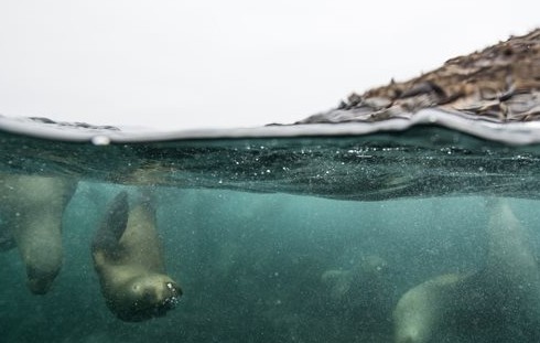 Τουρίστες κολυμπούν και φωτογραφίζονται πλάι σε θαλάσσια λιοντάρια - Φωτογραφία 1