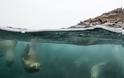 Τουρίστες κολυμπούν και φωτογραφίζονται πλάι σε θαλάσσια λιοντάρια