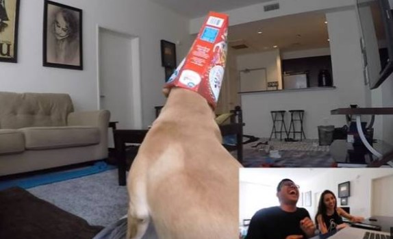 Έβαλε κάμερα στο σπίτι του να δει τι κάνει ο σκύλος του όταν λείπει - Θα γελάσετε μέχρι δακρύων... - Φωτογραφία 1