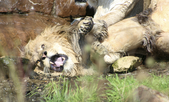 Αγέλη αγριεμένων λέαινων κατακρεουργούν τον έκπτωτο αρχηγό τους - Φωτογραφία 2