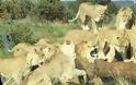 Αγέλη αγριεμένων λέαινων κατακρεουργούν τον έκπτωτο αρχηγό τους - Φωτογραφία 1