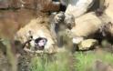 Αγέλη αγριεμένων λέαινων κατακρεουργούν τον έκπτωτο αρχηγό τους - Φωτογραφία 2
