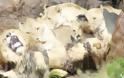 Αγέλη αγριεμένων λέαινων κατακρεουργούν τον έκπτωτο αρχηγό τους - Φωτογραφία 3